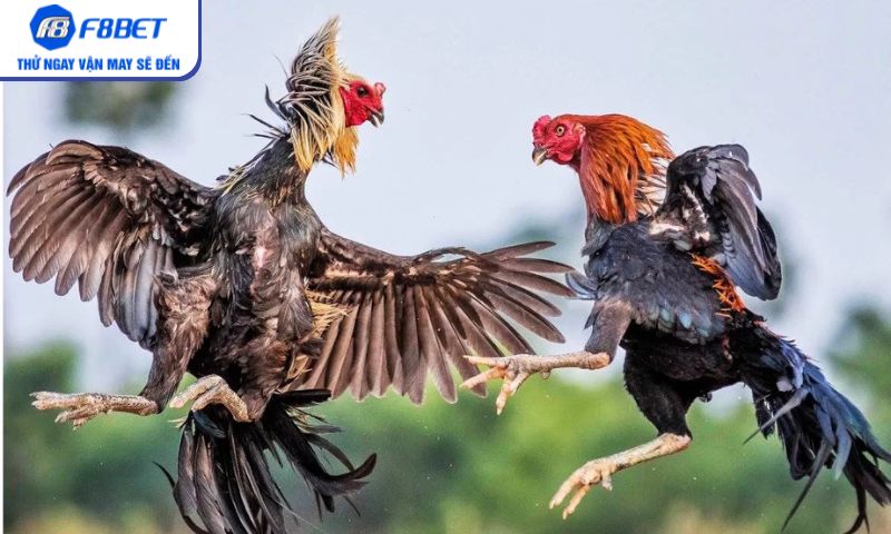 Điểm nhấn cuốn hút khi xem đá gà cựa sắt trực tuyến Điểm nhấn cuốn hút khi xem đá gà cựa sắt trực tuyến
